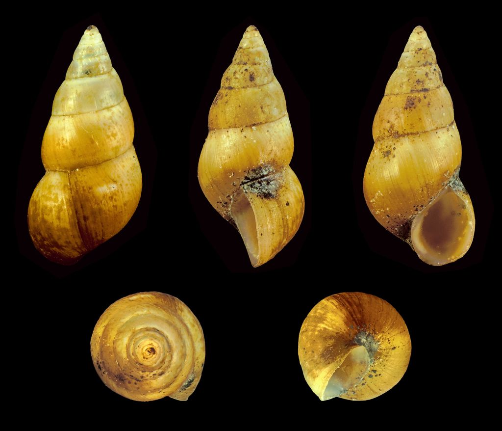 Laver Spire Shell