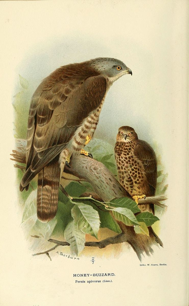 European Honey-buzzard