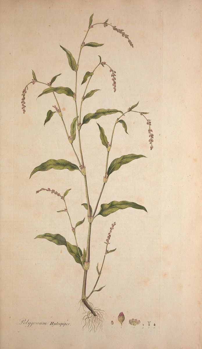 Water-pepper