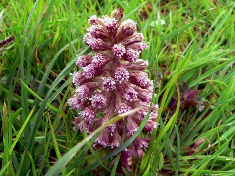 Butterbur