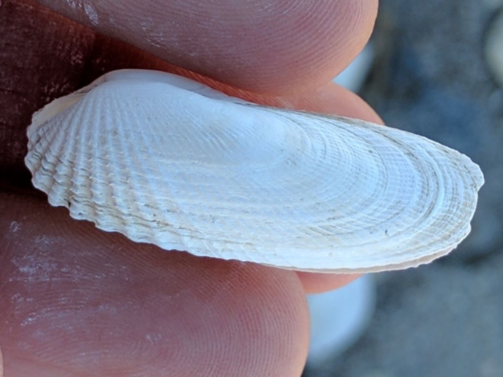 American Piddock
