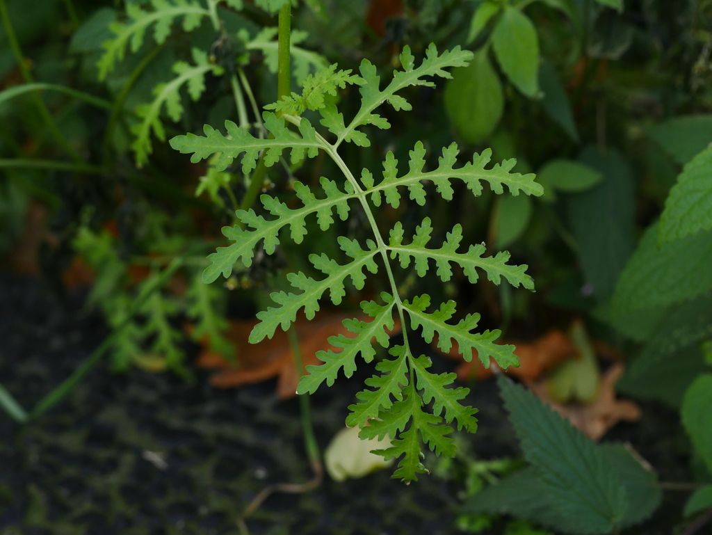 Scorpion Weed