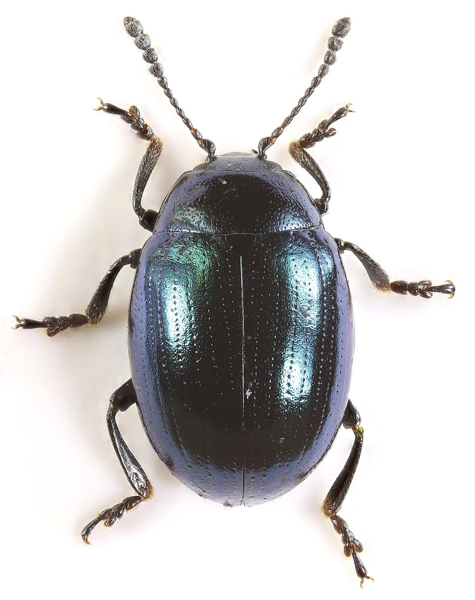 Watercress Beetle
