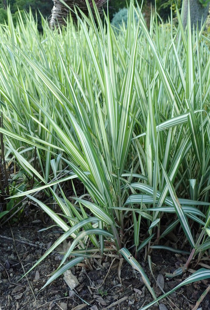 Reed Canary-grass