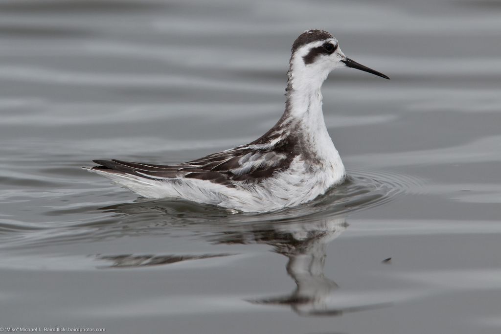 Red-necked Phalarope