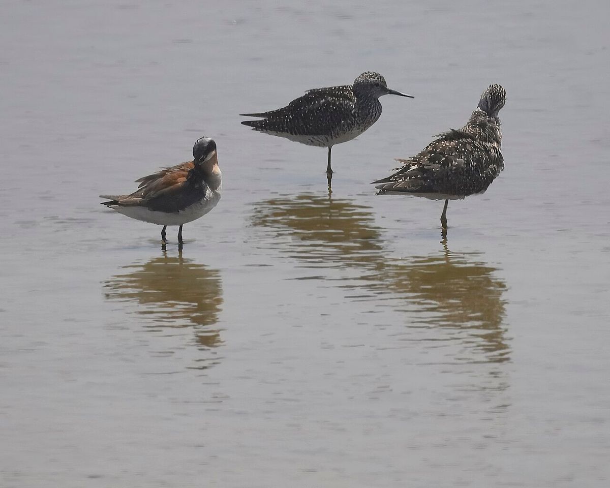 Wilson's Phalarope