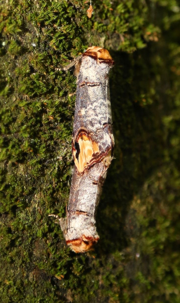 Buff-tip