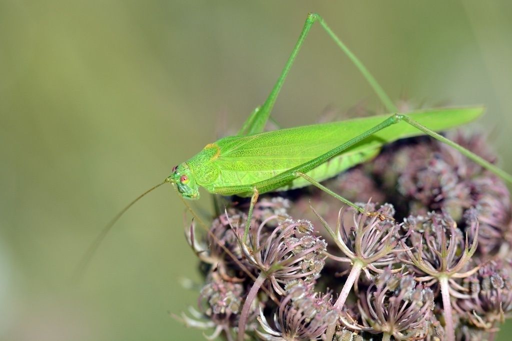 Sickle-bearing Bush-cricket