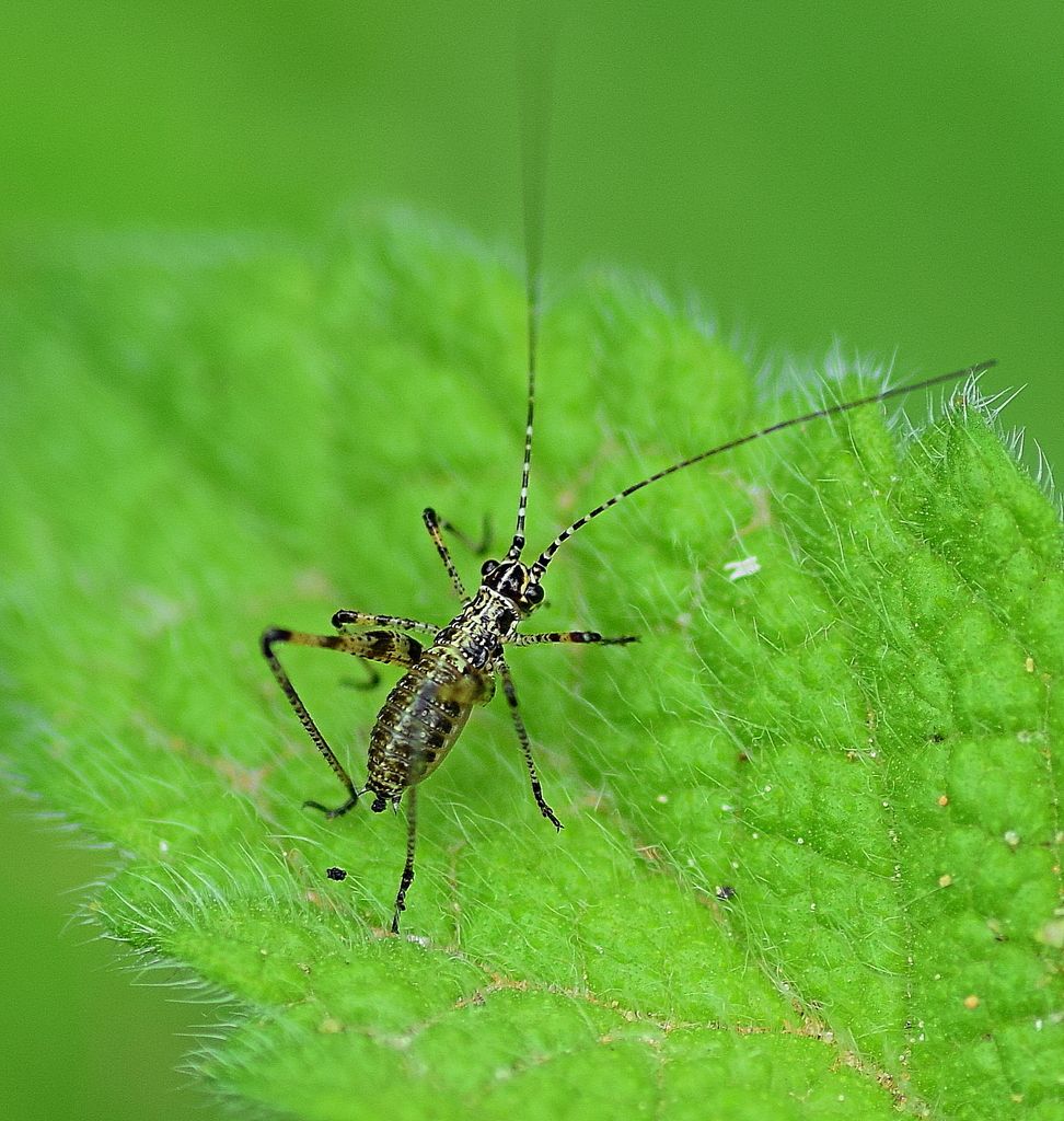 Southern Sickle-bearing Bush-cricket