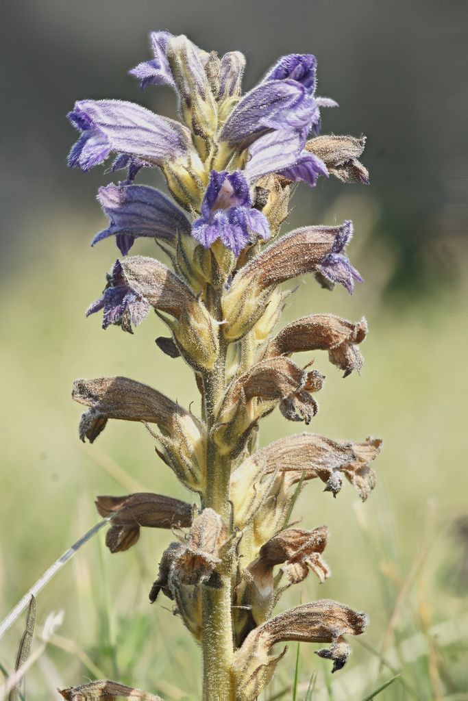 Yarrow Broomrape