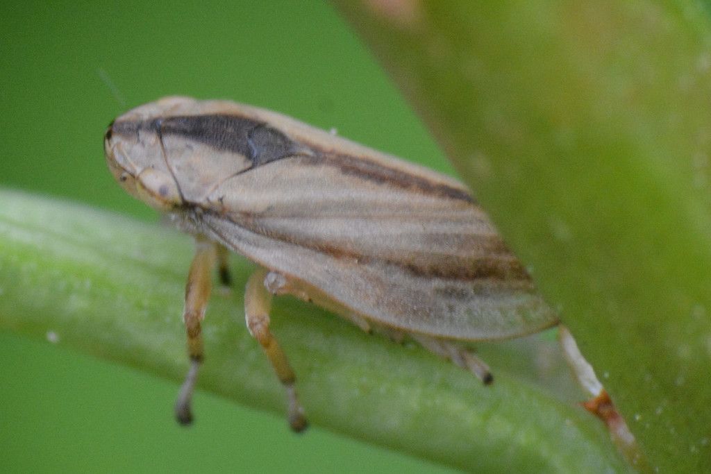 Cuckoo-Spit Insect