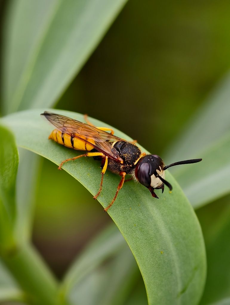 Bee Wolf