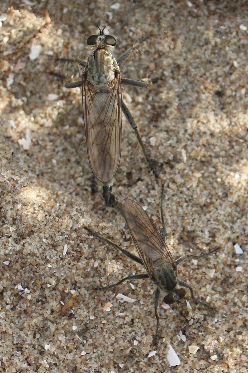 Dune Robberfly