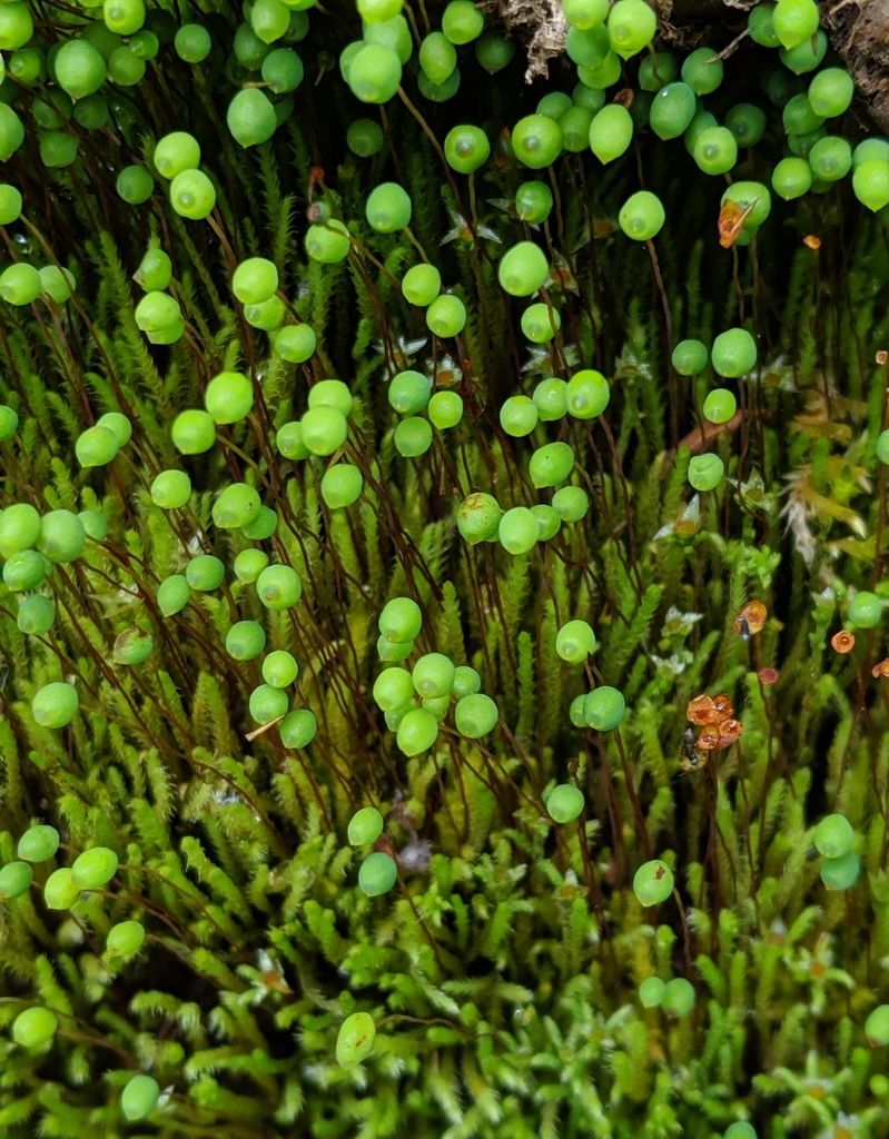 Fountain Apple-moss