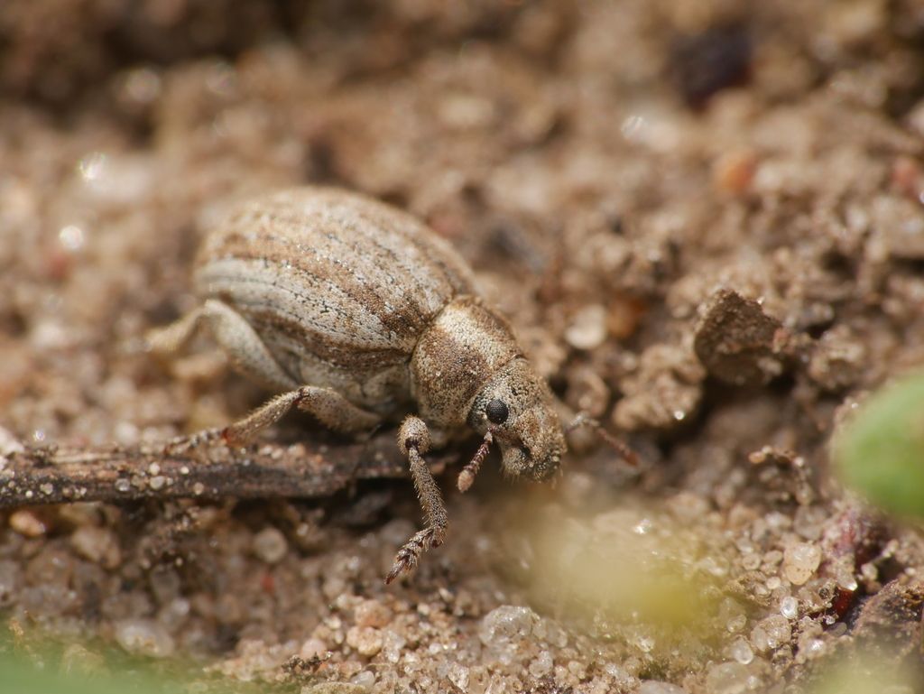 Marram Weevil