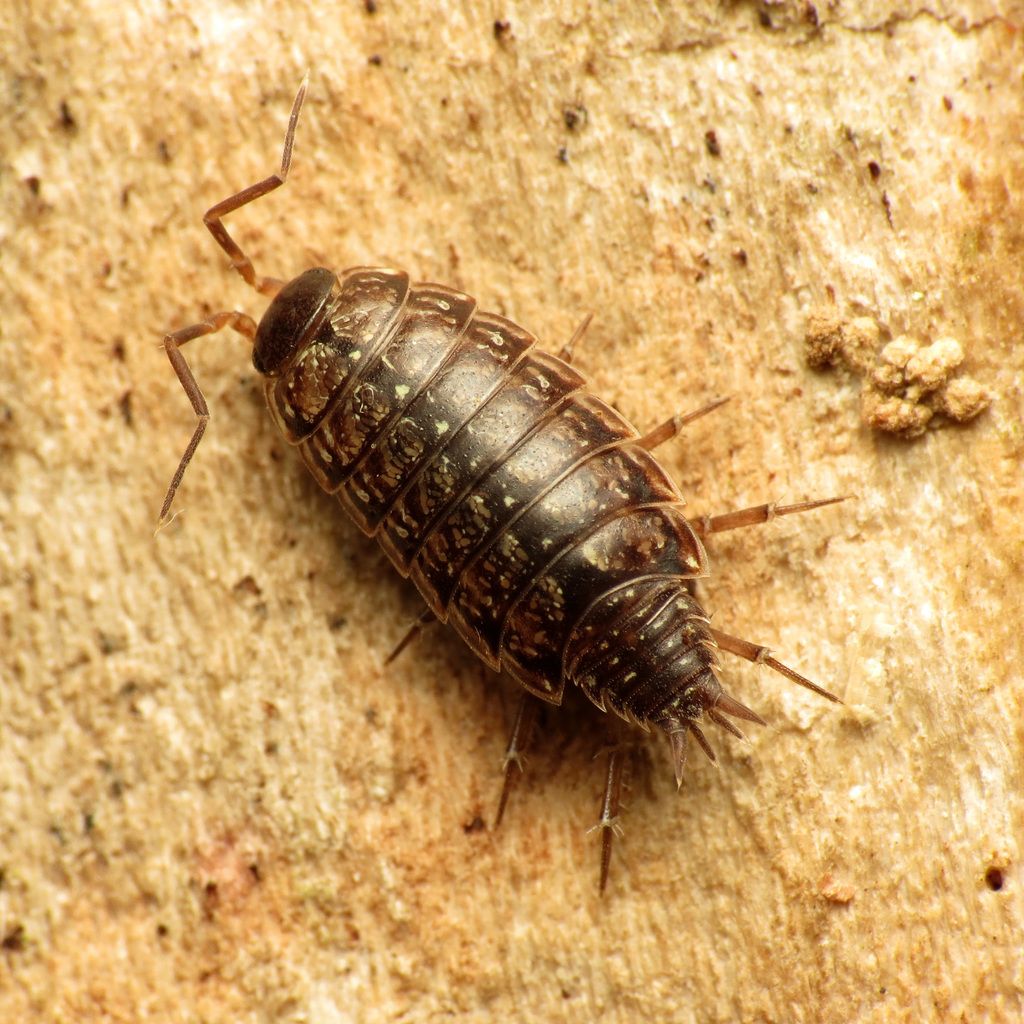 Common Striped Woodlouse