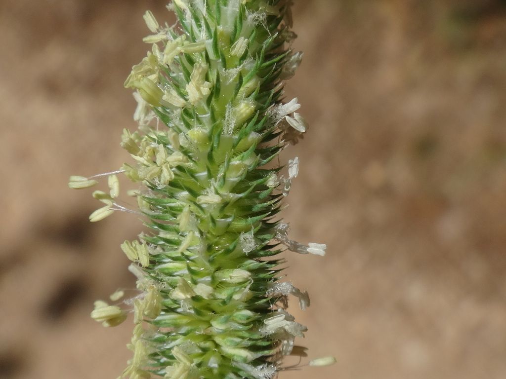 Smaller Cat's-tail
