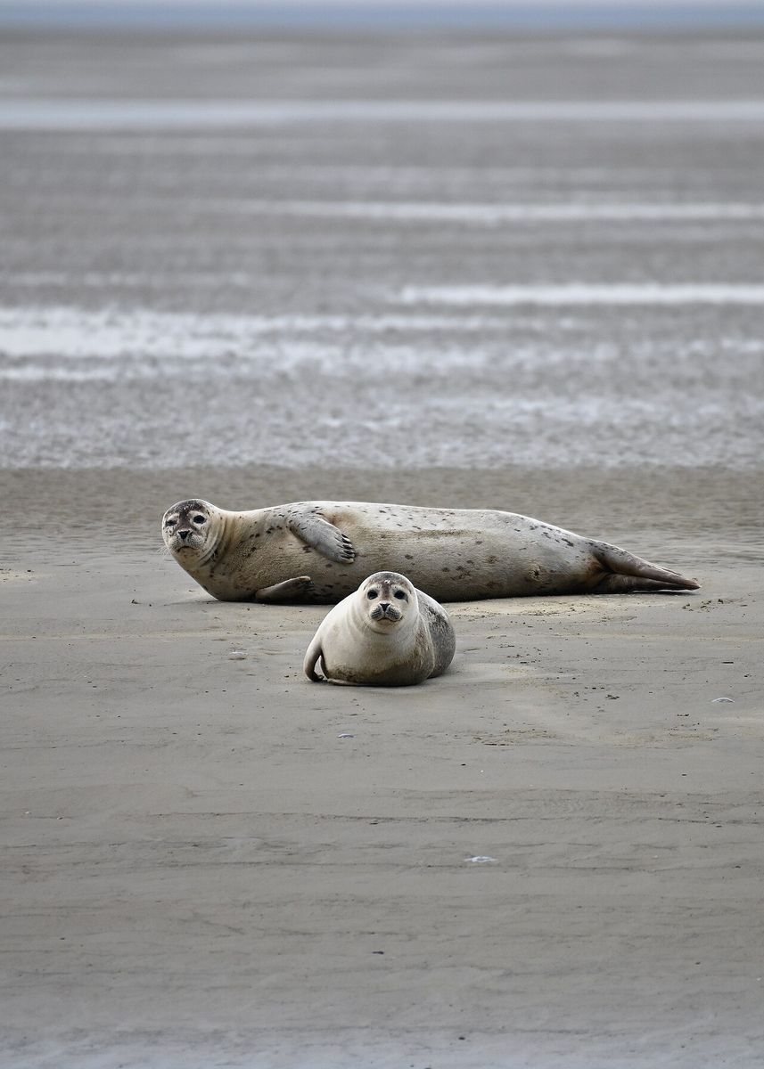 Harbour Seal