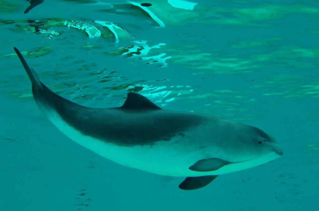 Common Porpoise