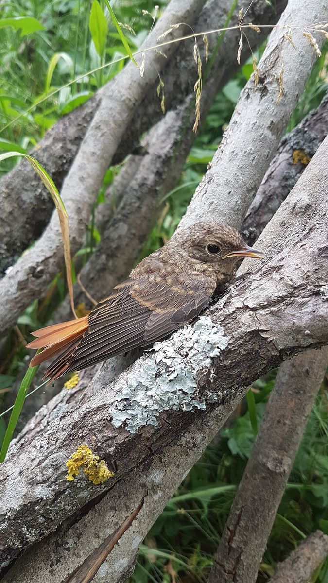 Common Redstart