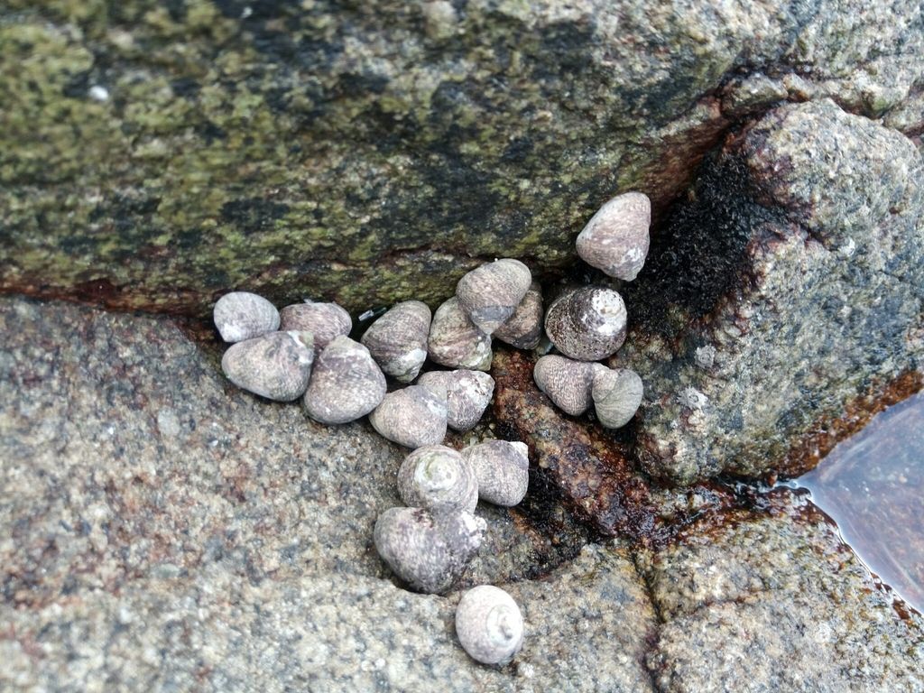 Toothed Top Shell