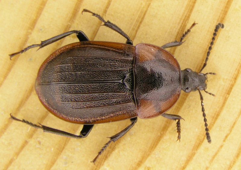 Black Carrion Beetle