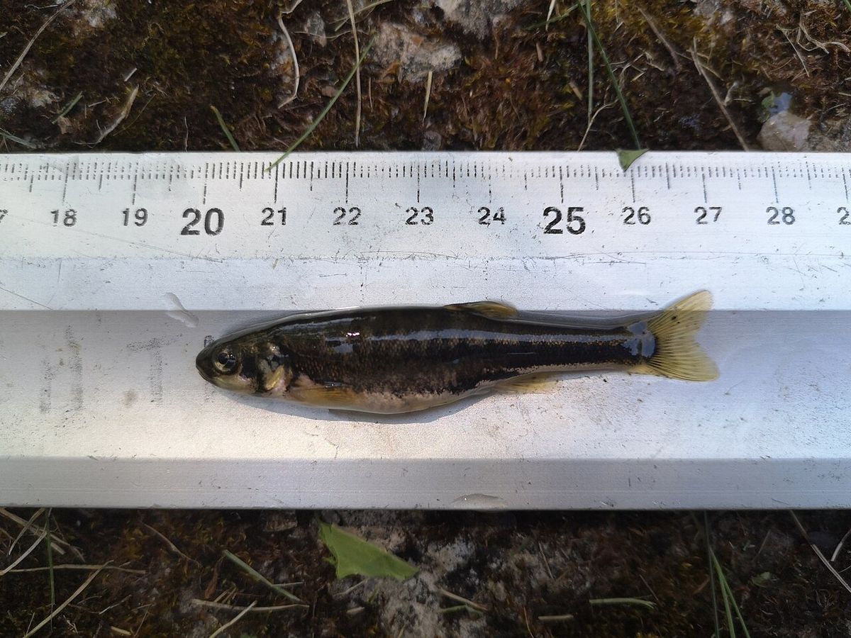 Minnow