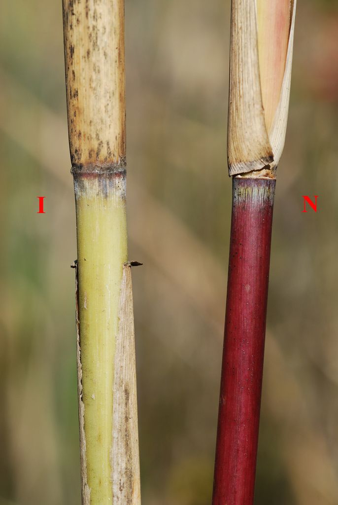Common Reed
