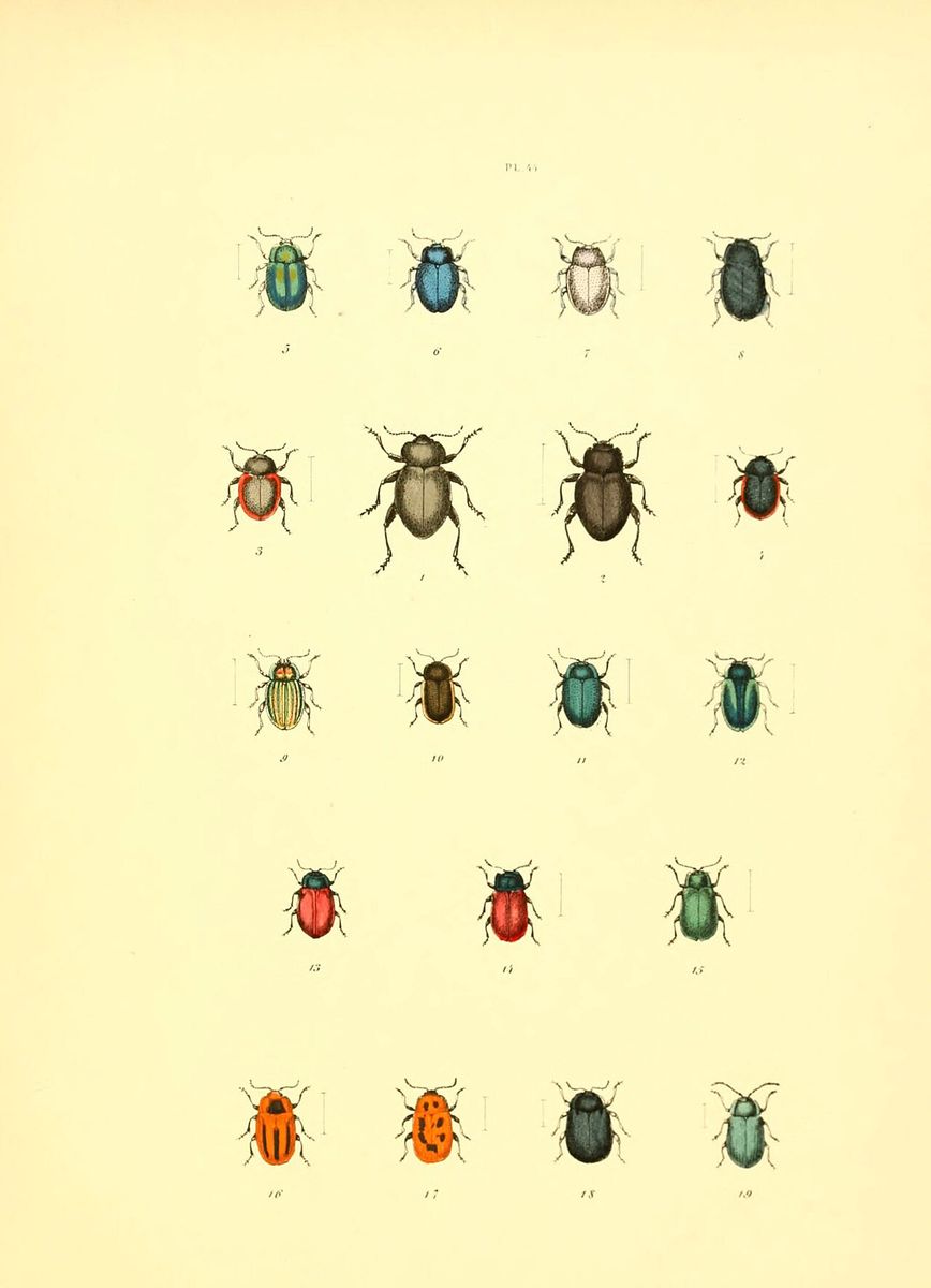 Brassy Willow Beetle