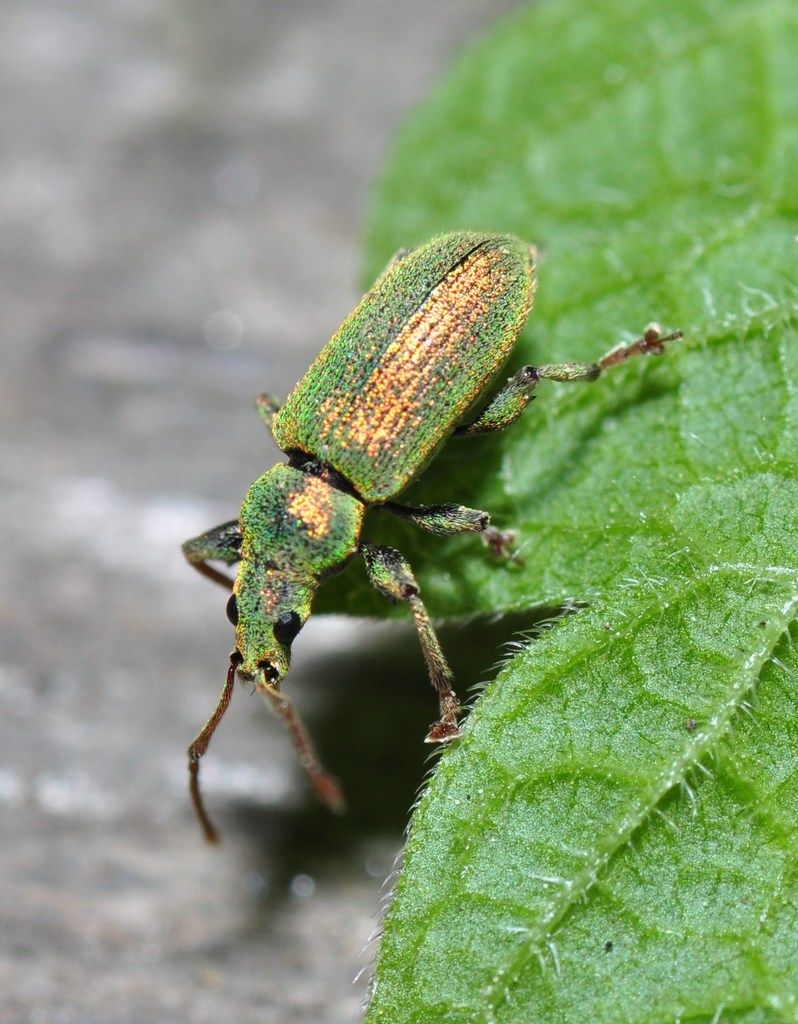 Silver-Green Leaf Weevil
