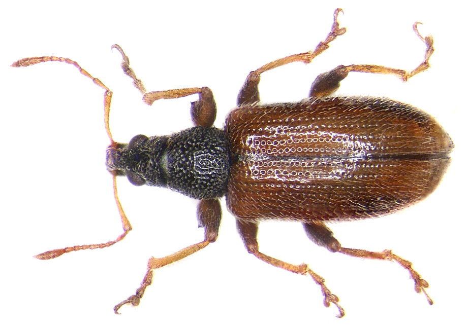 Brown Leaf Weevil
