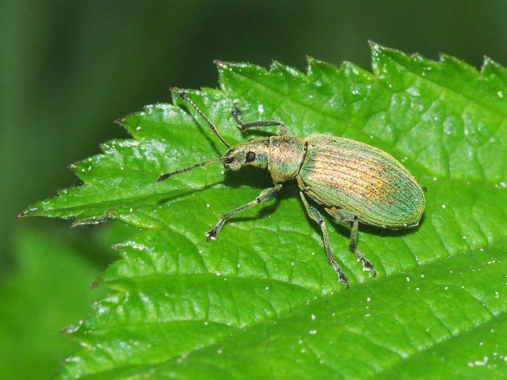 Green Nettle Weevil