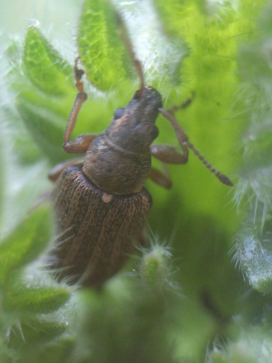 Common Leaf Weevil