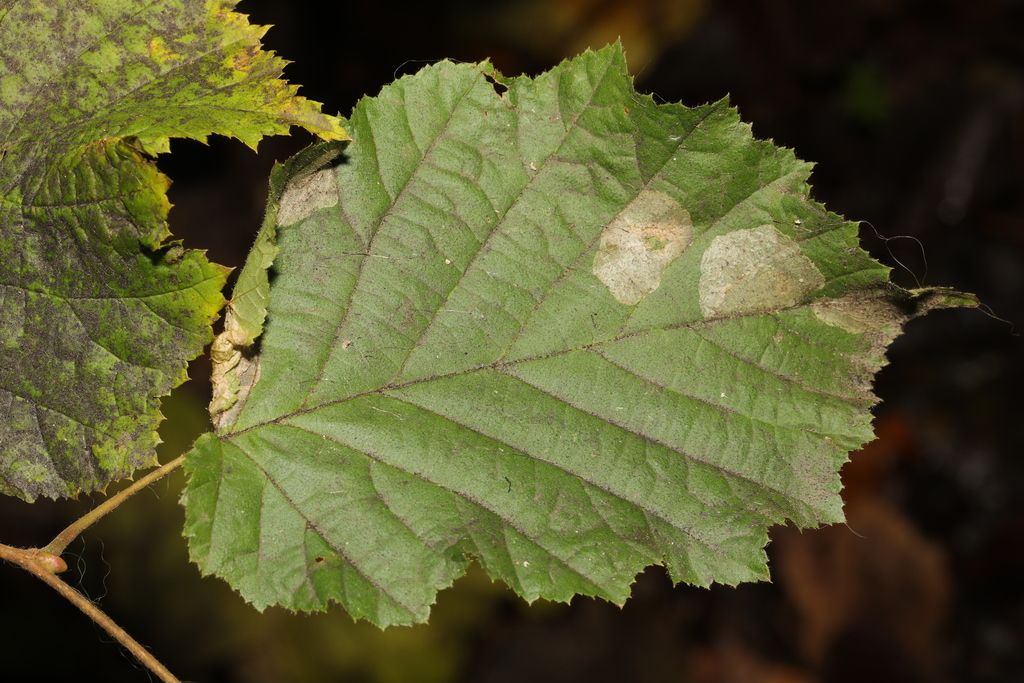 Nut Leaf Blister Moth