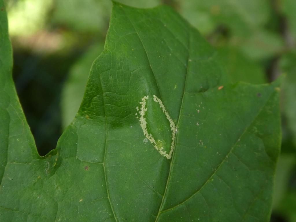Norway Maple Leaf-miner