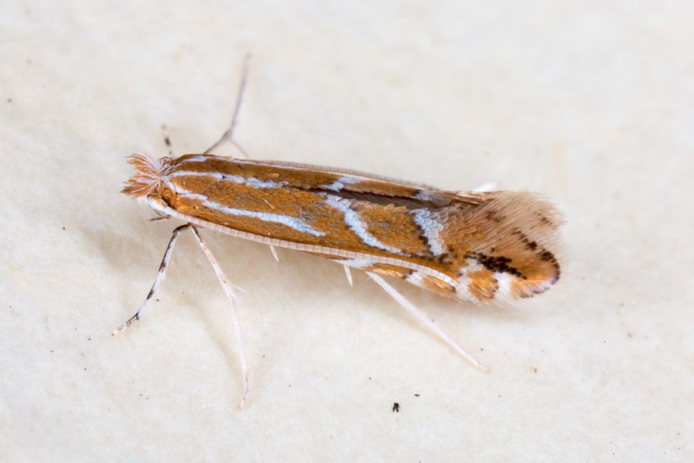 Firethorn Leaf Miner