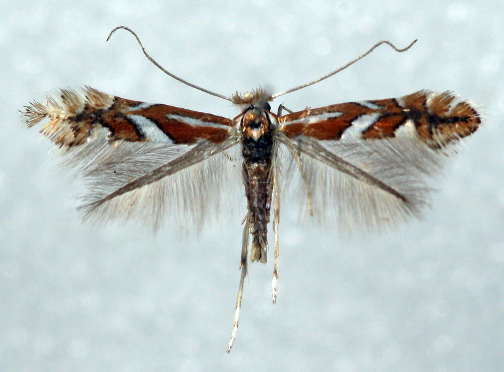 Service-tree Leaf-miner