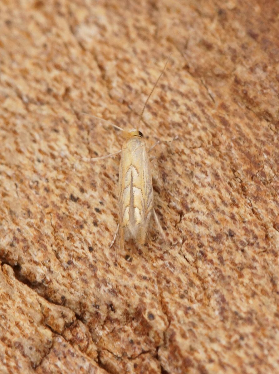Ilex Leaf-miner