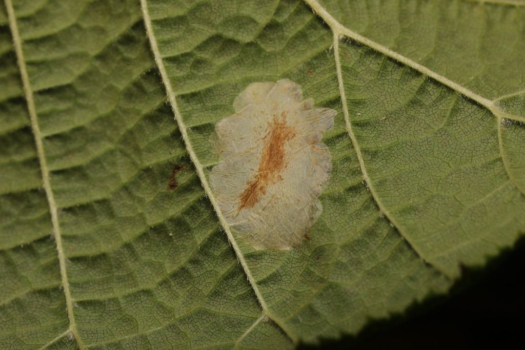 Hazel leaf-miner