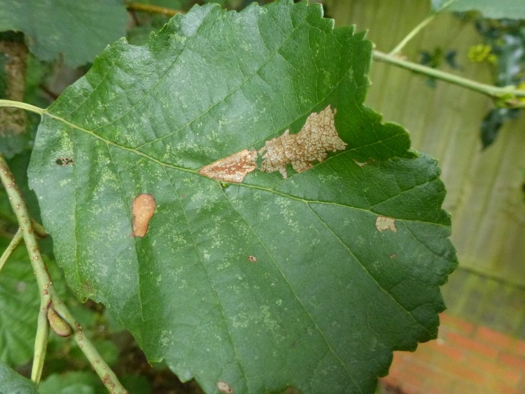 Common Alder Leaf-miner