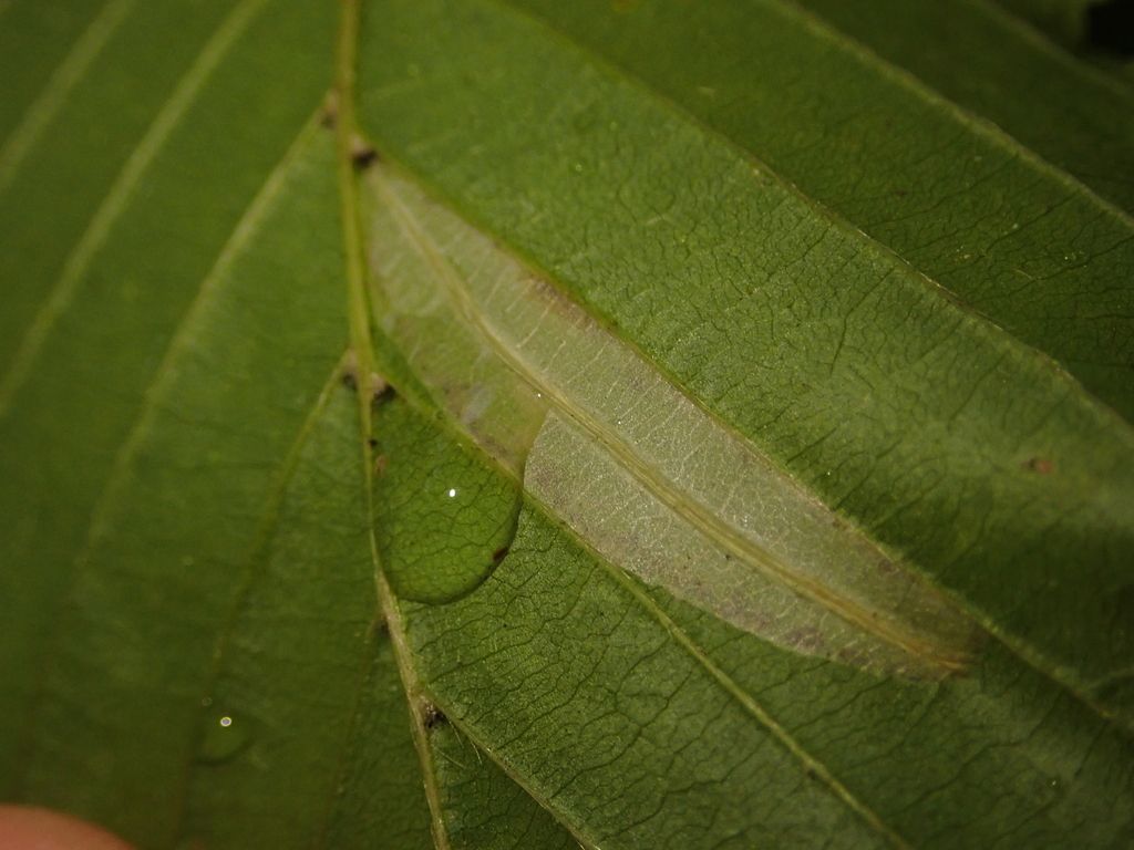 Hornbeam Leaf-miner