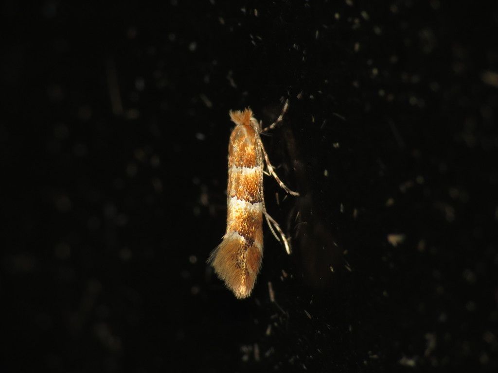 Elm Leaf-miner