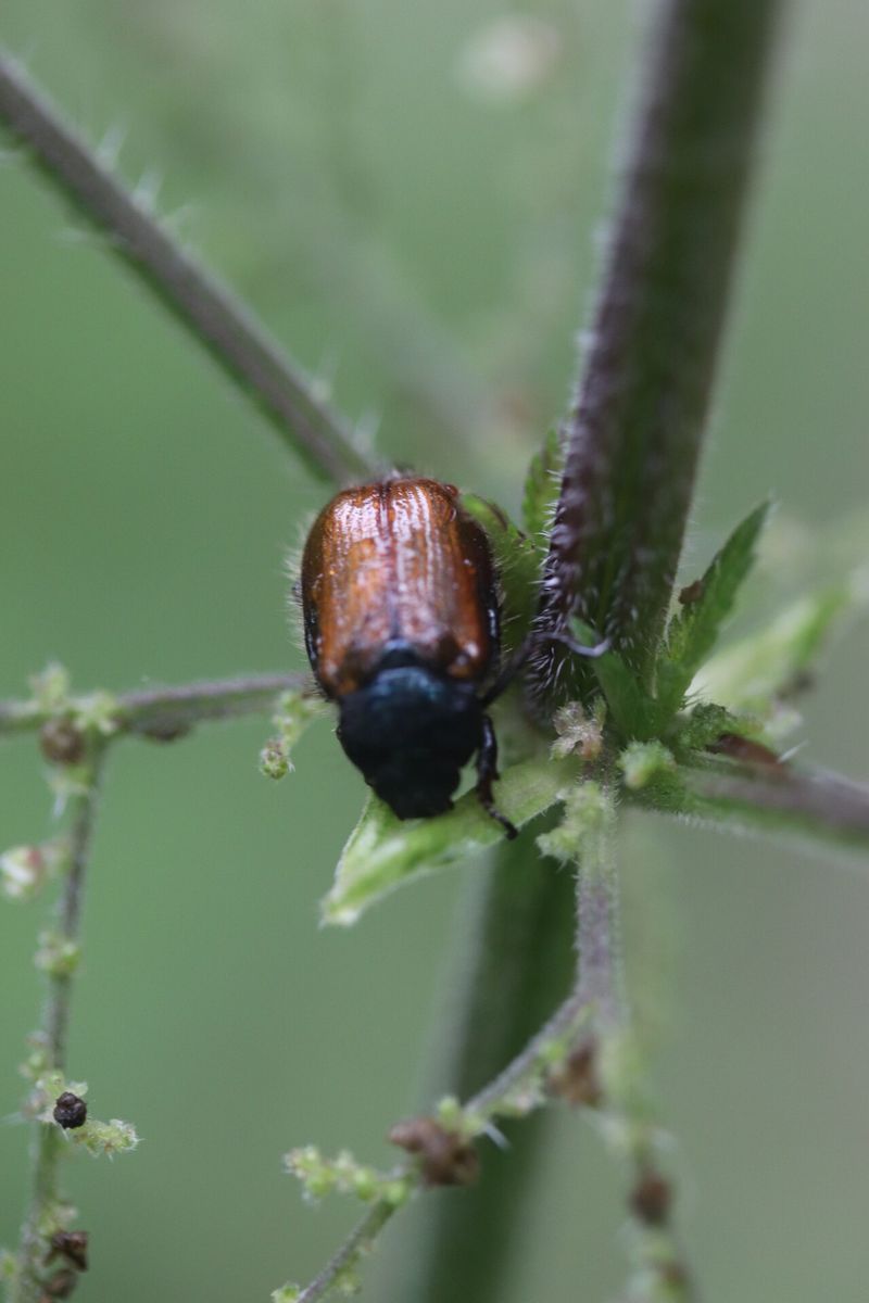 Garden Chafer
