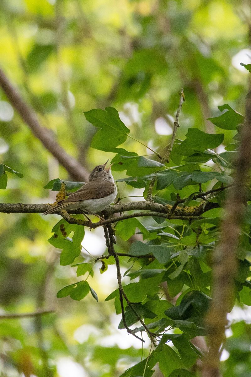 Western Bonelli's Warbler