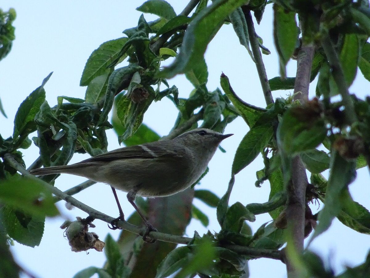 Hume's Warbler
