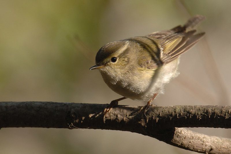 Yellow-browed Warbler