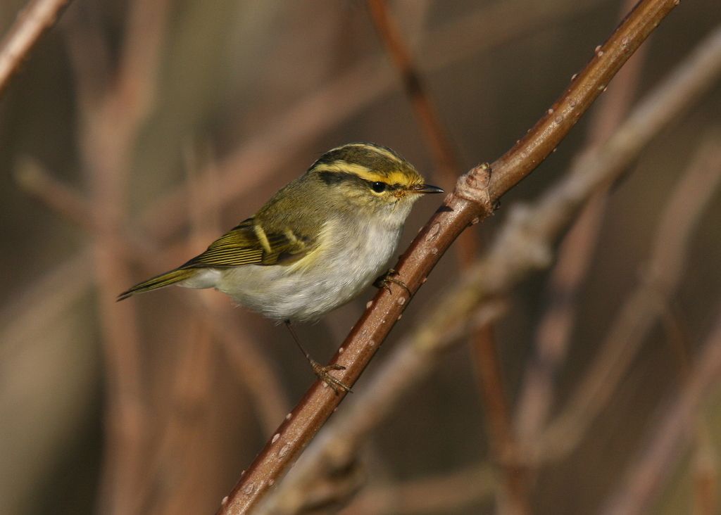 Pallas's Leaf Warbler