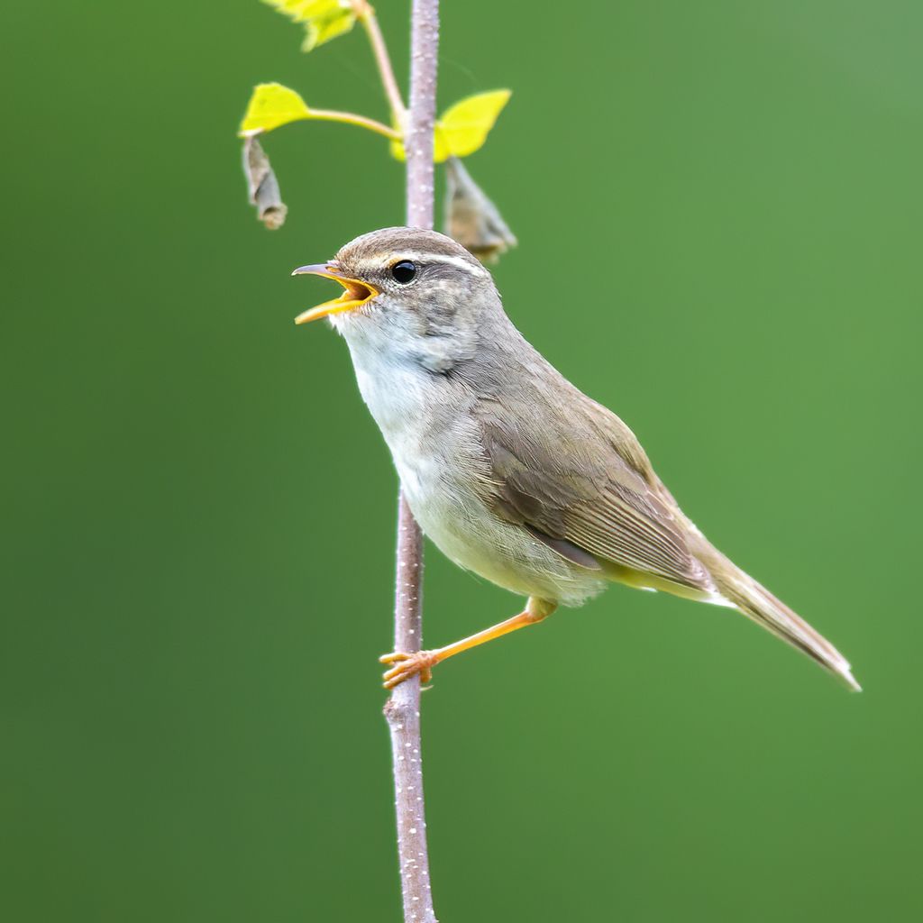 Radde's Warbler