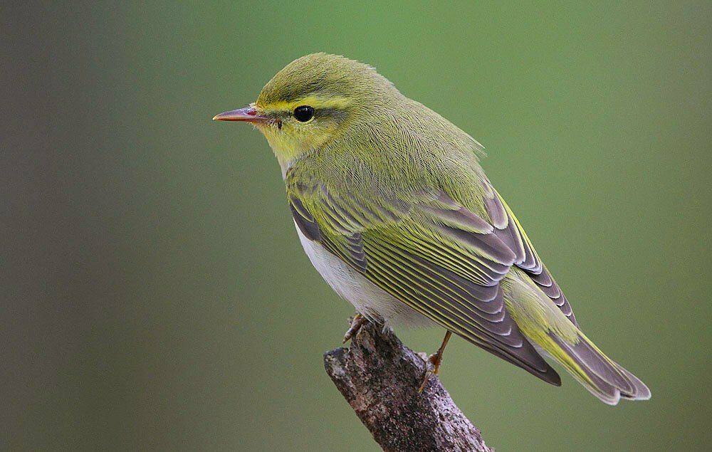 Wood Warbler