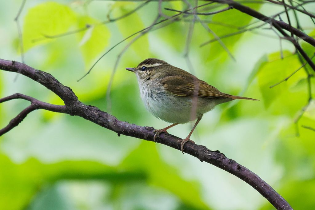 Pale-legged Leaf Warbler